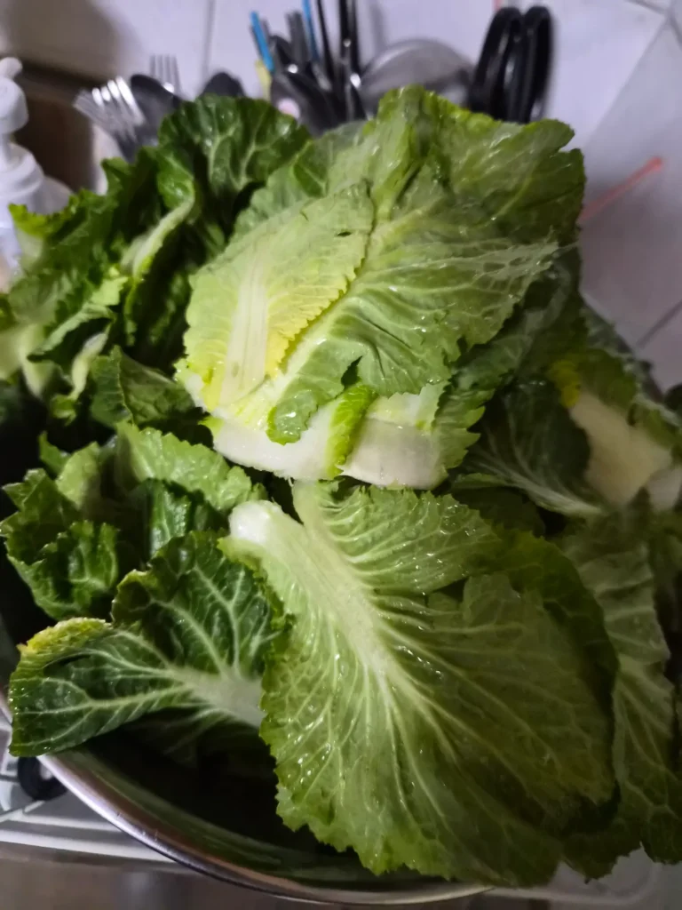 Bomdong Bibimbap - Fresh spring cabbage ingredient